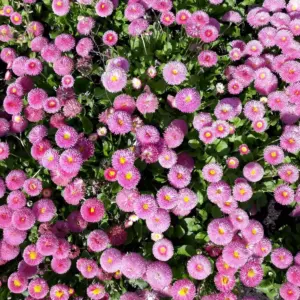 Pink Flowers Paper Print - Colour Wall Art Floral Home Decor - White Motive Nature Photography